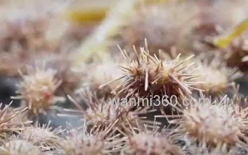 虾夷马粪海胆_1