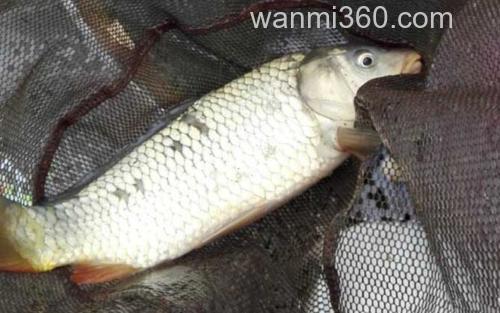 鲤鱼_0