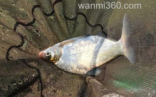 鳊鱼_6
