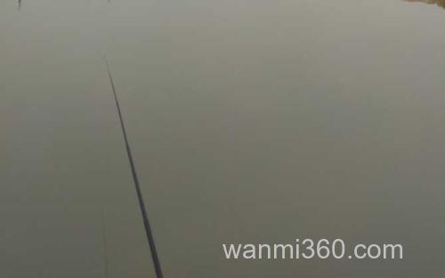 鲫鱼_1
