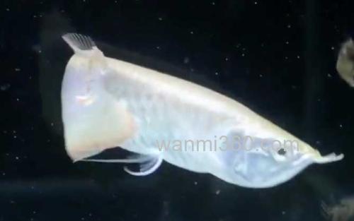 银龙鱼_2