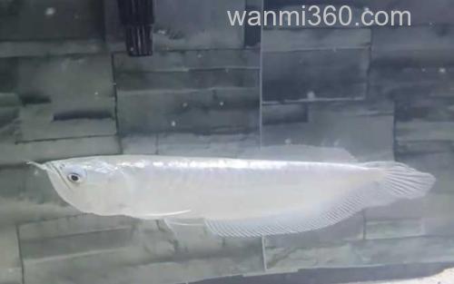 银龙鱼_1