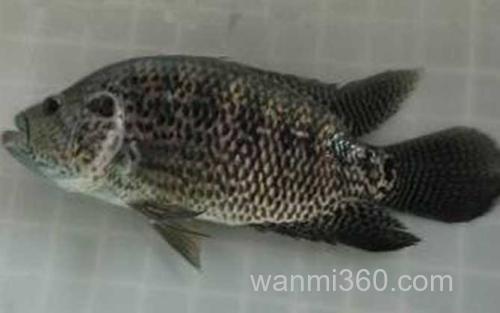 淡水石斑鱼_1