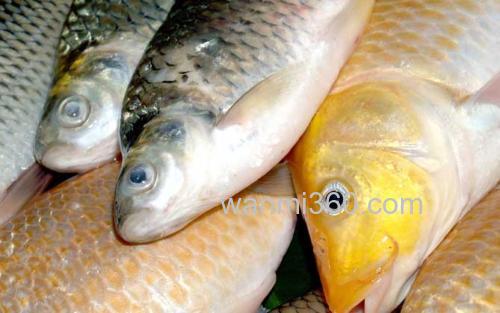 鲫鱼_3