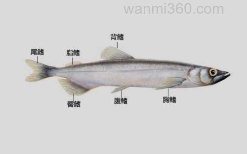 脂鳍_1