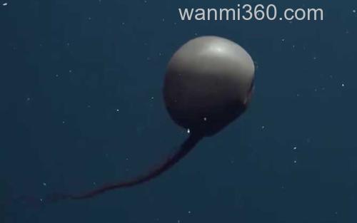吞噬鳗_3