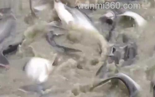 巴沙鱼_1