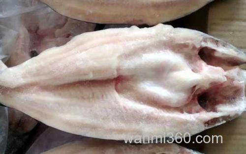 巴沙鱼_3