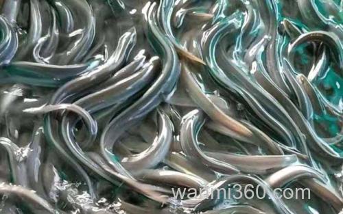 鳗鱼_2