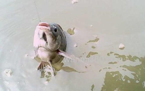冬季钓鱼_2