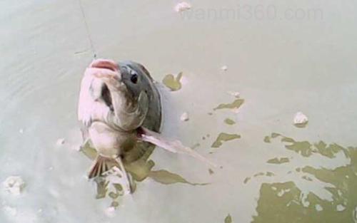 冬季钓鱼_1