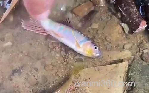 马口鱼_1