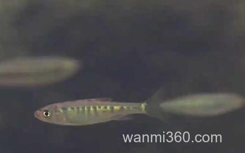马口鱼_2