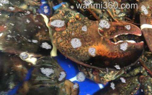 美洲螯龙虾_1