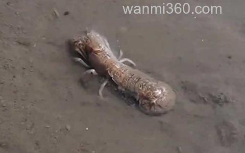 泸沽虾_2