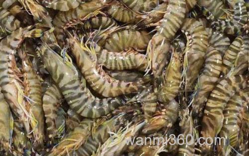 黑虎虾_2