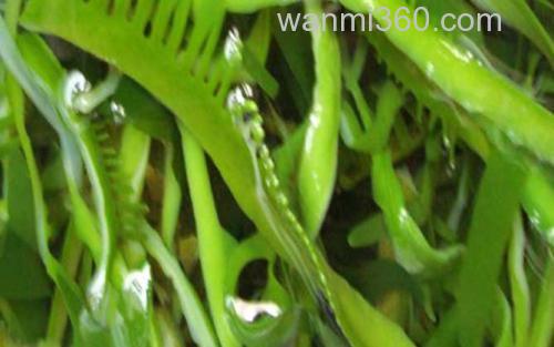 植物类_4