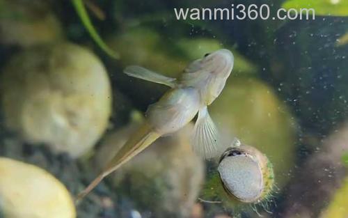 虾虎鱼_1