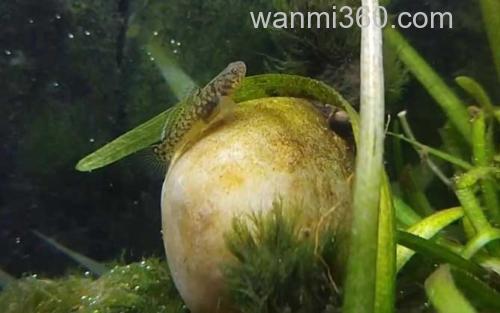 淡水虾虎鱼_1