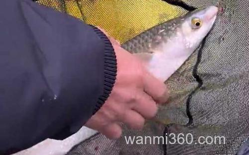 钓鲻鱼_0