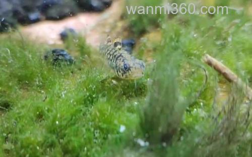鰕虎鱼_2