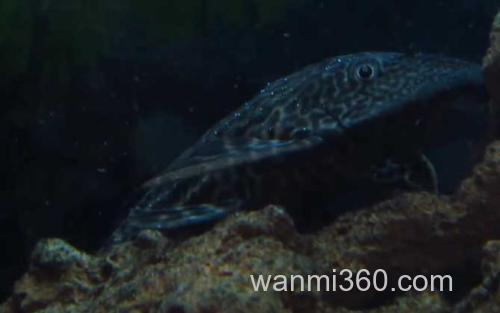 清道夫_2