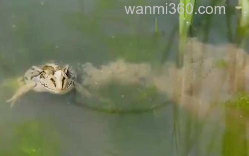 青蛙_1