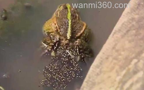 青蛙_2