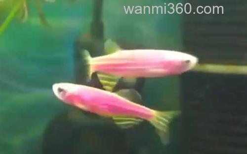 斑马鱼_0