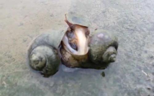 福寿螺_2