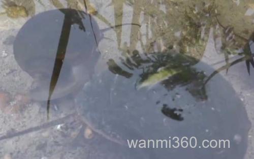 福寿螺_1