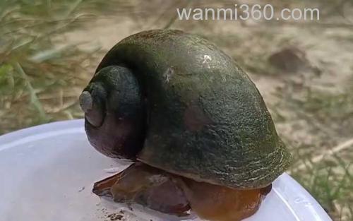 福寿螺_0