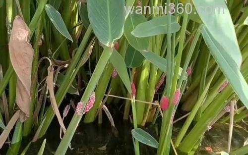福寿螺_2