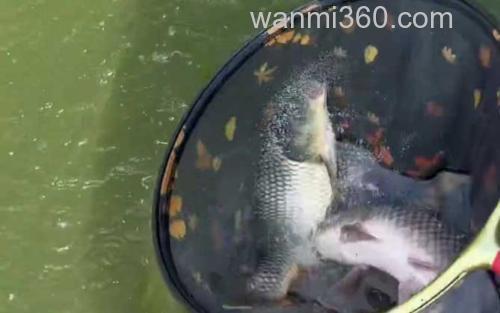 钓黑坑鲤鱼_0
