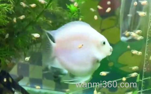 迷你鹦鹉鱼_2