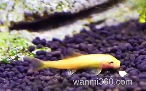 金苔鼠_0