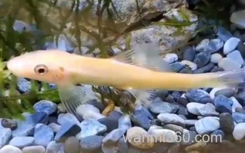 金苔鼠_0