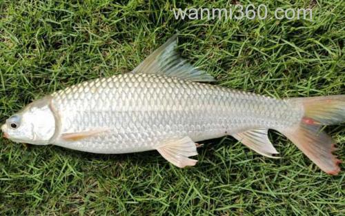 夏季钓鱼_1