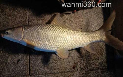 夏季钓鱼_3