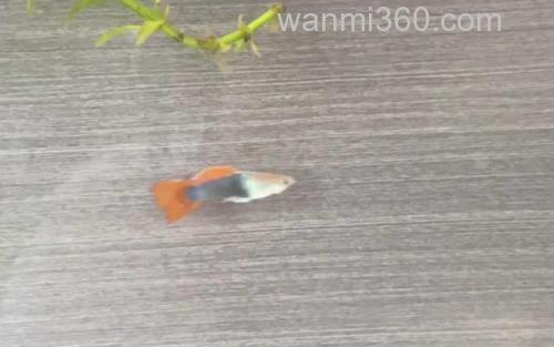 孔雀鱼_2