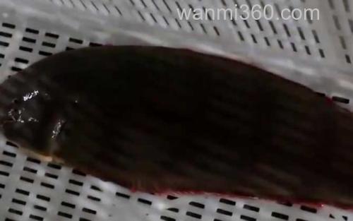 龙利鱼_2