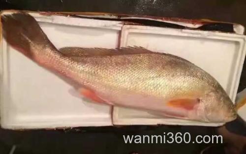 黄金鱼_3