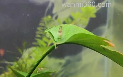 黑壳虾_2