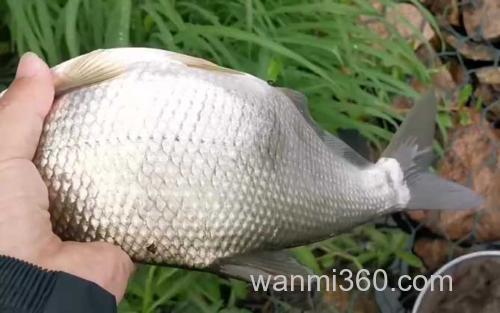 鳊鱼_1