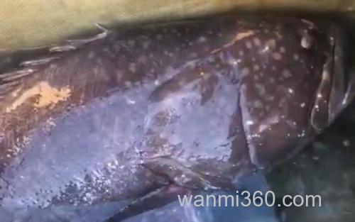 钓龙趸鱼_2