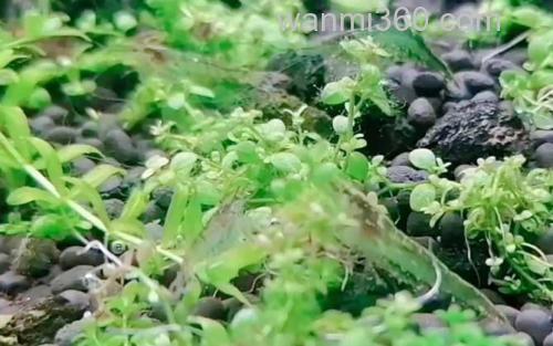 黑壳虾_1