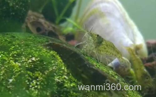 黑壳虾_3
