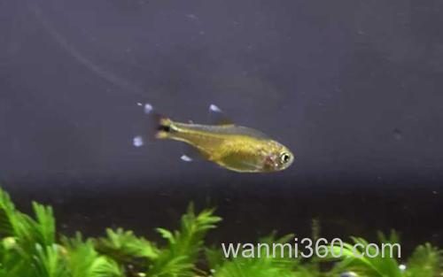 迷你灯_4