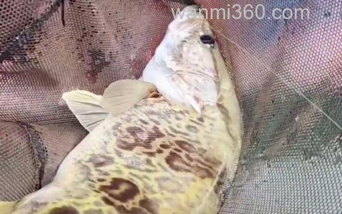 鳜鱼_3