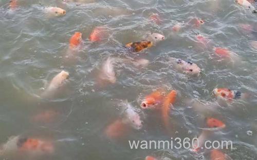 锦鲤_1